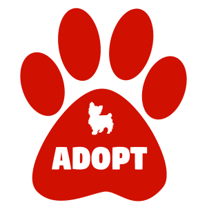 Why should you adopt a pet?