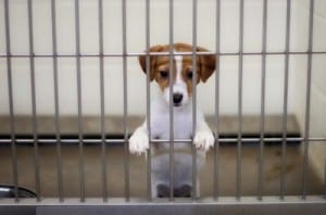 Dog in an animal shelter