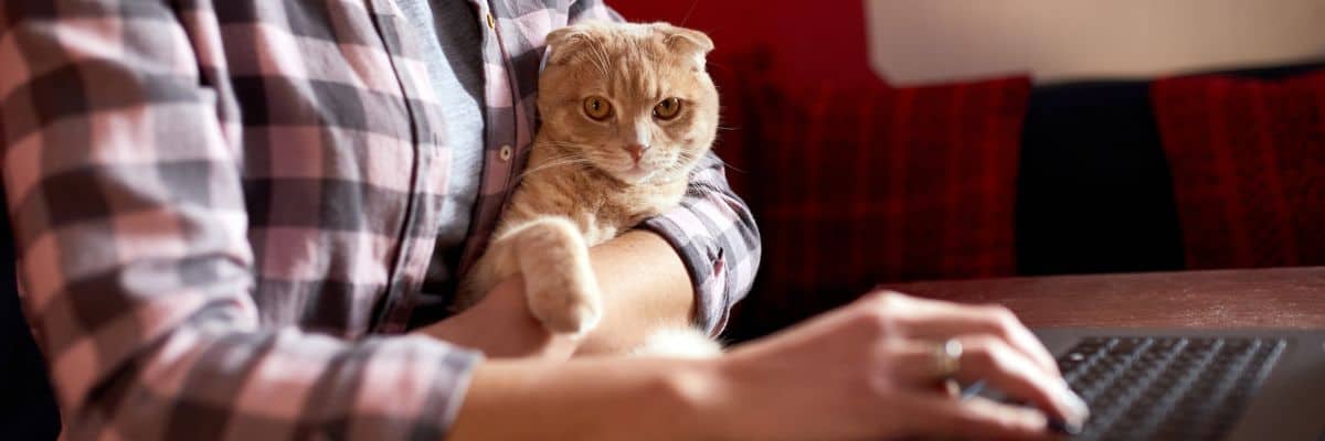 Three top pet insurance providers in 2019
