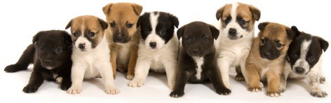 Cute puppies with insurance