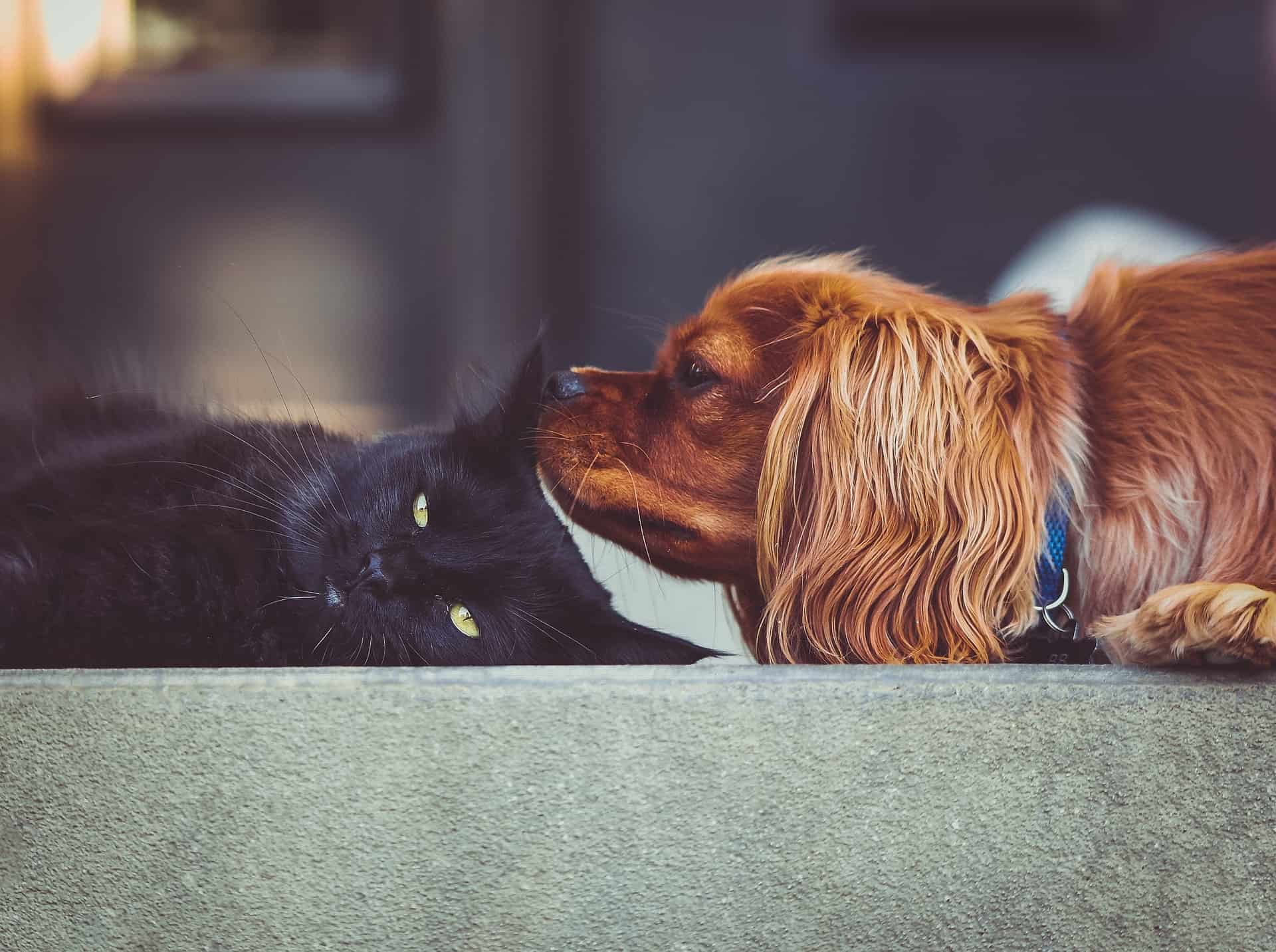 The difference between cats and dogs in terms of insurance