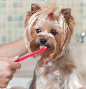 Cute dog with insurance getting its teeth cleaned