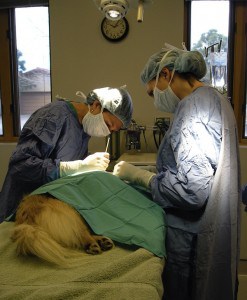 Vets doing surgery on a dog with cancer