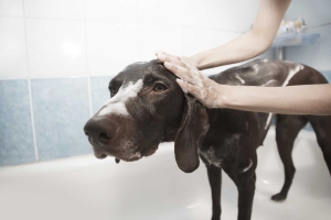 How often to bathe a pet?