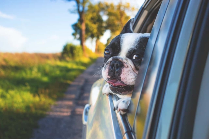 When is pet insurance deductible?